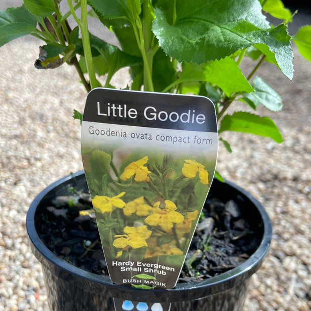 Goodenia Little goodie TUBE