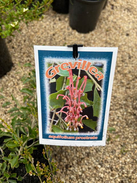 Grevillea aquifolium Prostrate 140mm