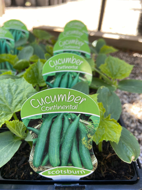 Cucumber continental