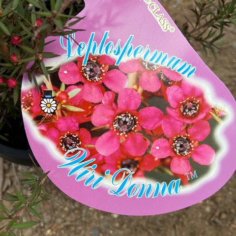 Leptospermum 'Wiri Dona' 200mm