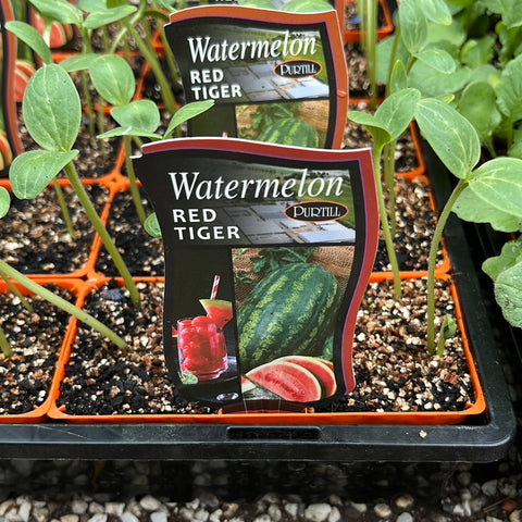 Watermelon ‘Red Tiger’ Purtills