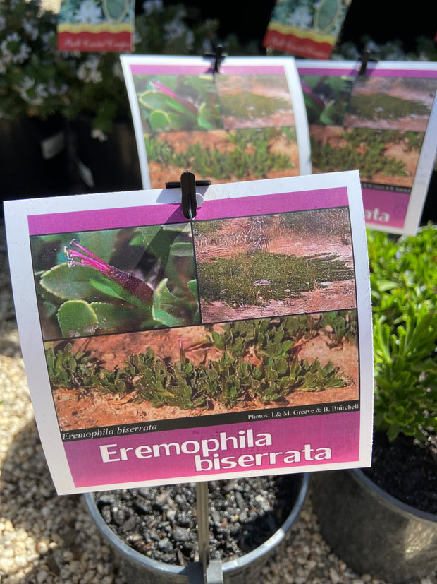 Eremophila biserrata 140mm