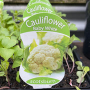 Cauliflower ‘baby white’ Scotsburn