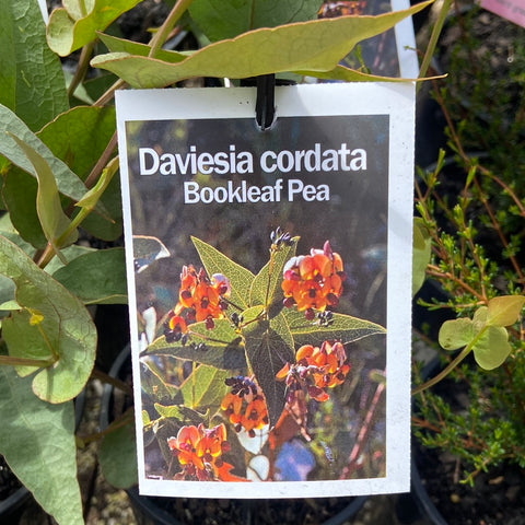 Daviesia cordata - 140 mm