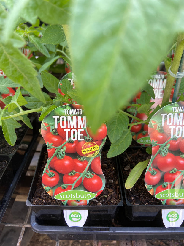 Tomato ‘Tommy Toe Heirloom’ - Scotsburn maxi