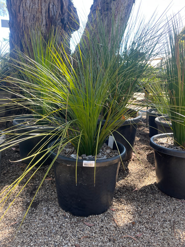 Xanthorrhoea Glauca 40cm