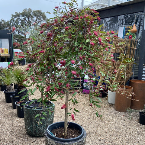 Grevillea royal mantle Standard 400mm