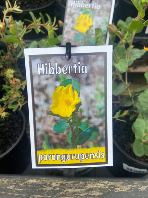 Hibbertia porongurupensis 140mm