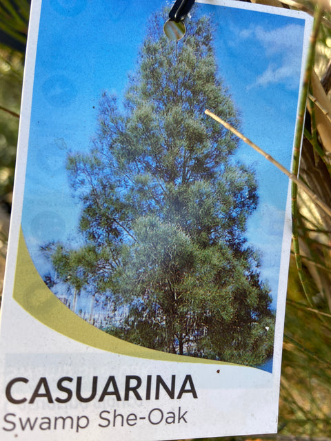 Casuarina glauca 250mm