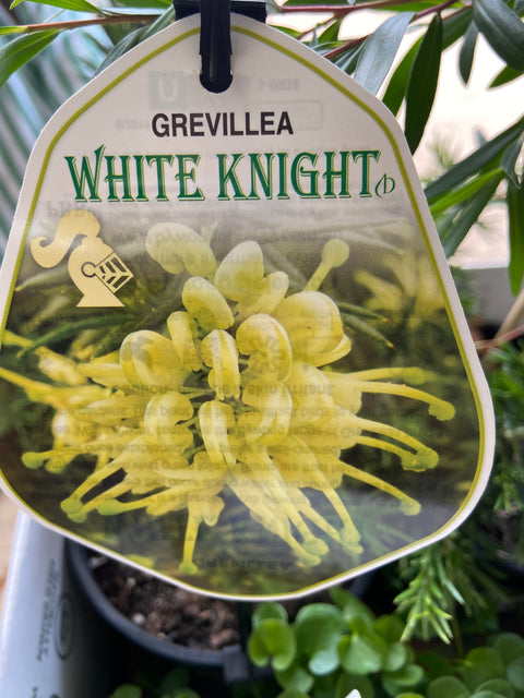 Grevillea 'White Knight' 140mm