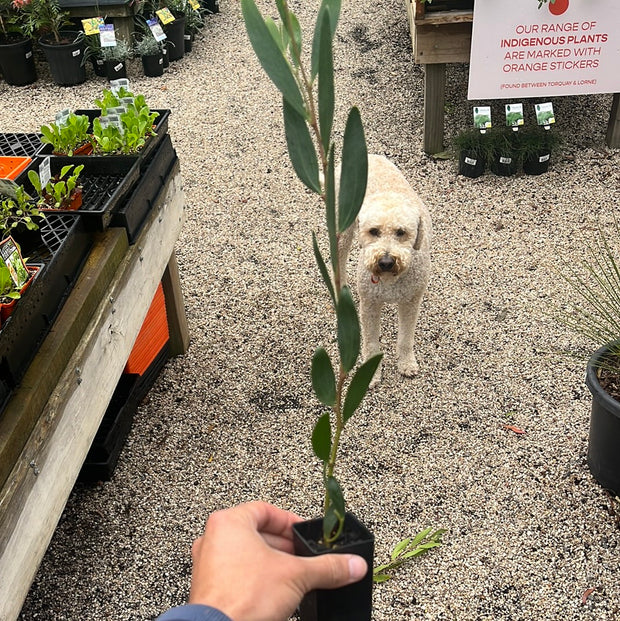 Acacia Longifolia Sub. sophorae 140mm