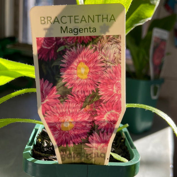 Bracteantha Magenta Tube