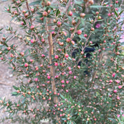 Leptospermum 'Wiri Sandra' 200mm