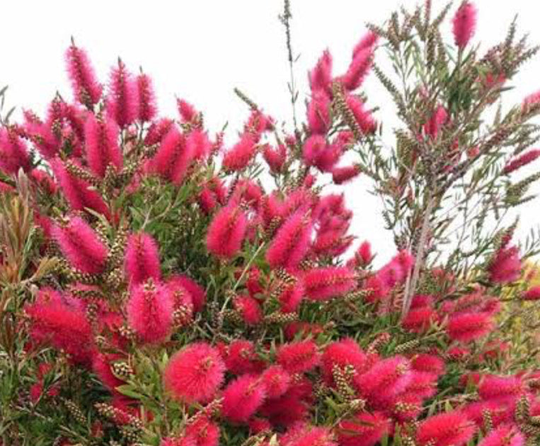 Callistemon 'Rhapsody in Red' 140mm – Great Ocean Road Nursery ABN 61
