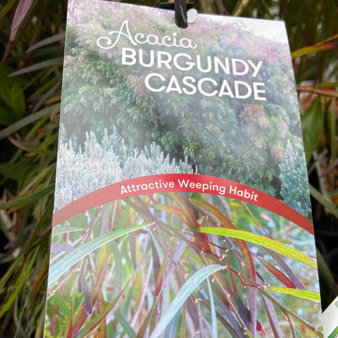Acacia cognata Burgundy Cascade 200 mm