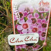 Chamelaucium cha cha 140mm