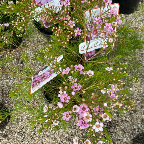 Chamelaucium cha cha 140mm