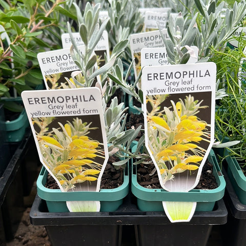 Eremophila glabra yellow TUBE