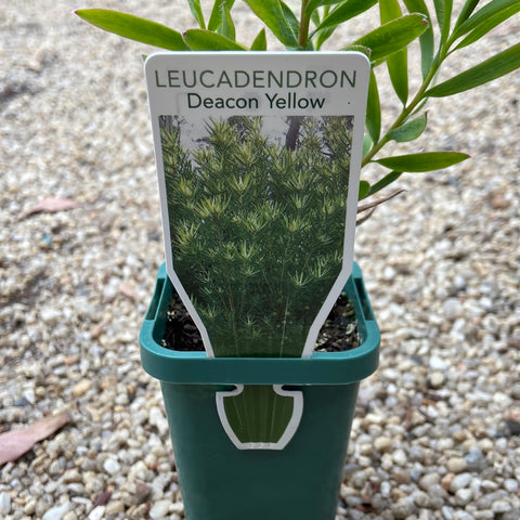 Leucadendron 'Deacon Yellow' TUBE