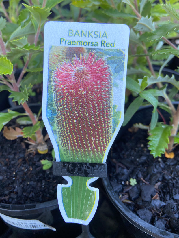 Banksia Praemorsa red 140mm