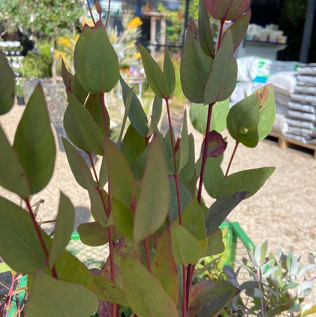 Eucalyptus Leucoxylon rosea 200mm