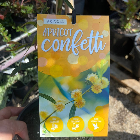 Acacia Apricot Confetti 140mm