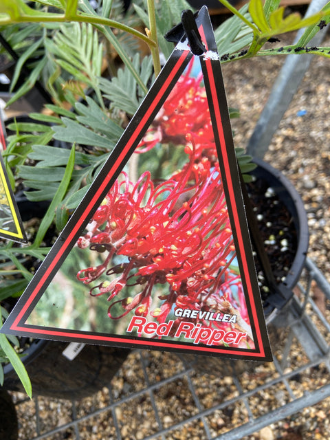 Grevillea Red Ripper Grafted 200mm