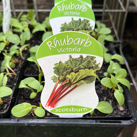 Rhubarb ‘Victoria’ - Scotsburn maxi