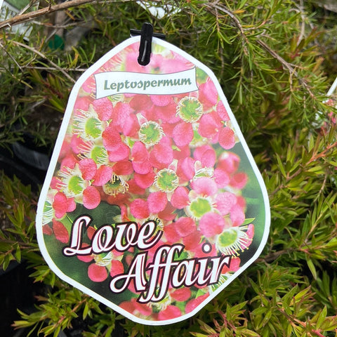 Leptospermum Love Affair  - 140 mm