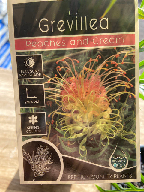Grevillea Peaches and Cream 140mm