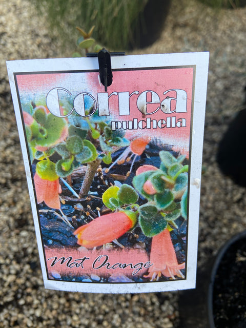 Correa pulchella Mat Orange 140mm