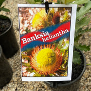 Banksia heliantha syn quercifolia  - 200mm
