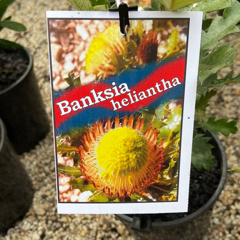 Banksia heliantha syn quercifolia  - 140 mm