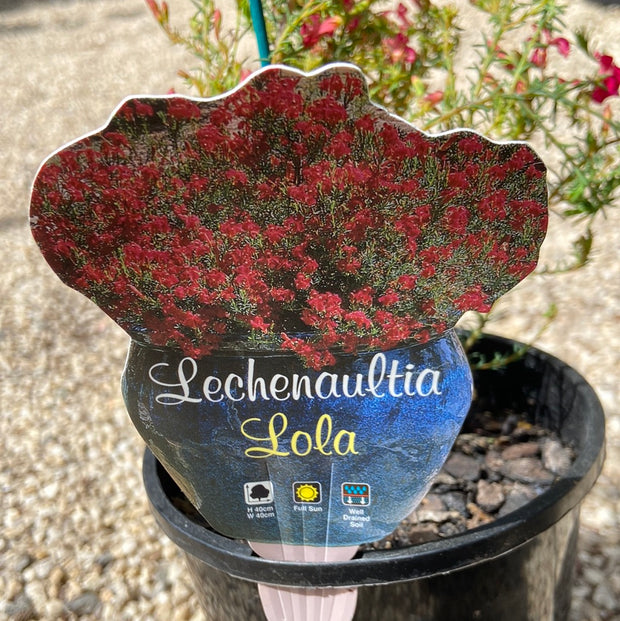 Lechenaultia Lola LARGE TUBE