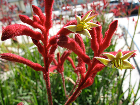 Anigozanthos 'Big Red' Tube