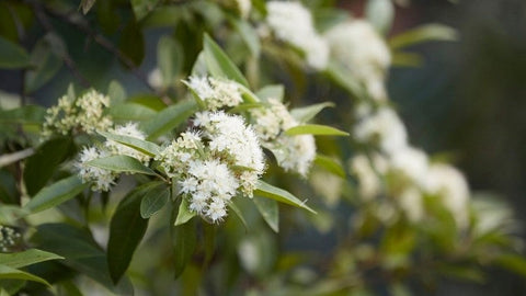 Backhousia citriodora 'Lemon Myrtle' 400mm