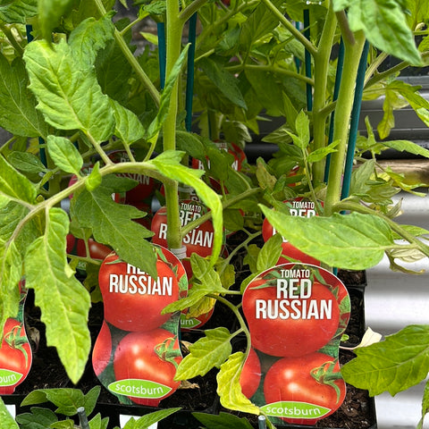 Tomato ‘Russian Red’ maxi - Scotsburn