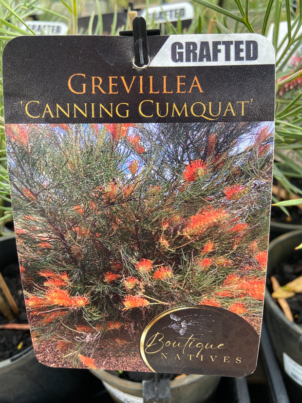 Grafted Grevillea's 140mm