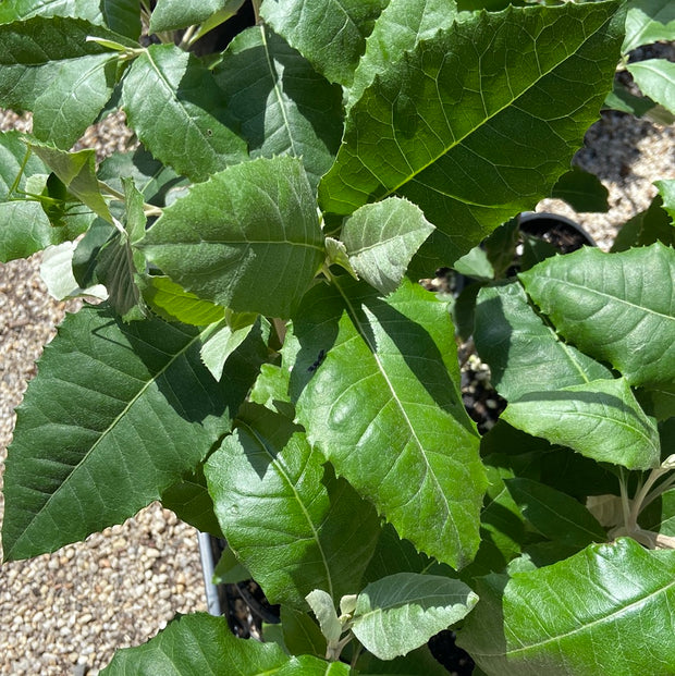 Olearia argophylla  TUBE