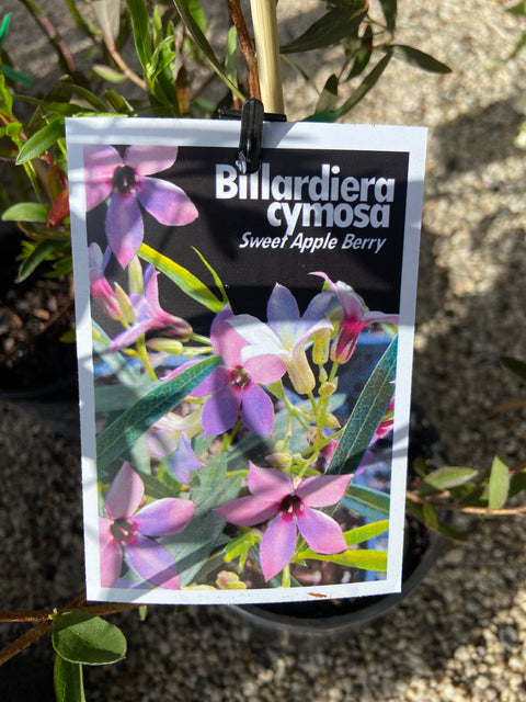 Billardiera cymosa 140mm