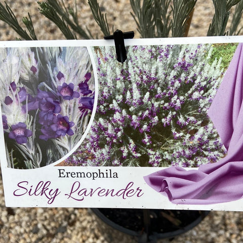 Eremophila 'Silky Lavender' 140mm