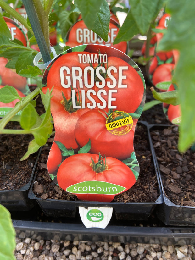 Tomato grosse lisse Scotsburn maxi