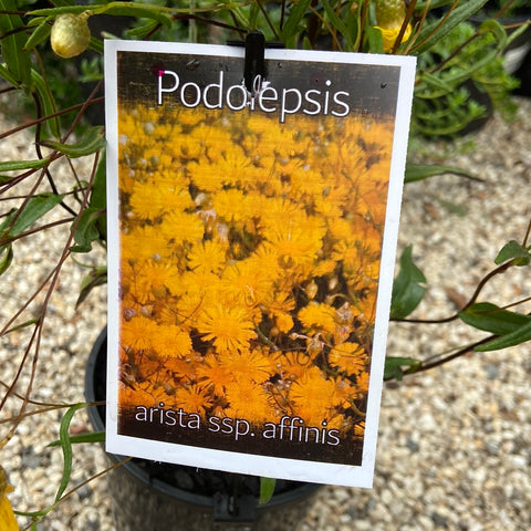Podolepis aristata subsp. Affinis 140 mm