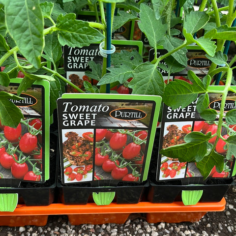 Tomato ‘Sweet Grape’ Purills