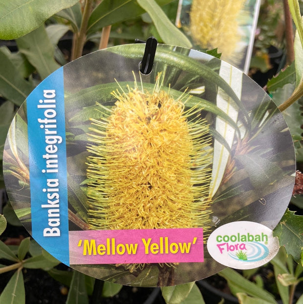 Banksia integrifolia Mellow Yellow - 140 mm