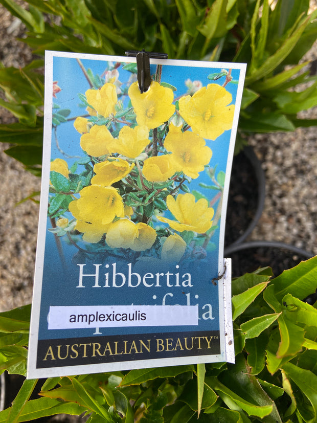 Hibbertia amplexicaulis 140mm