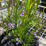 Dampiera trigona 140mm