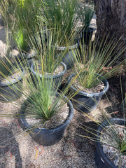 Xanthorrhoea Australis 40cm
