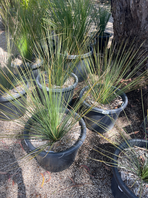 Xanthorrhoea Australis 40cm