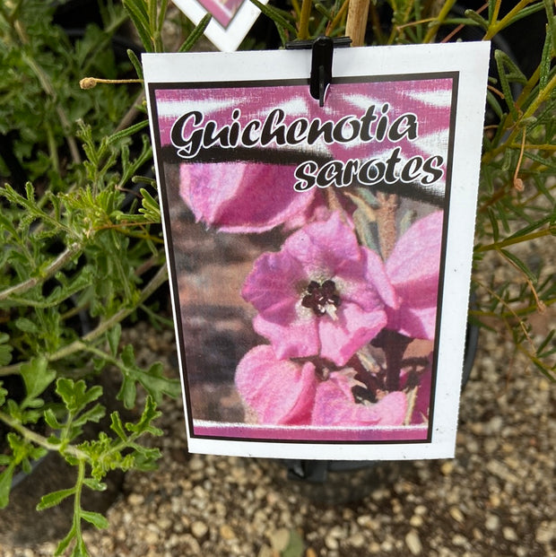 Guichenotia sarotes - 140 mm
